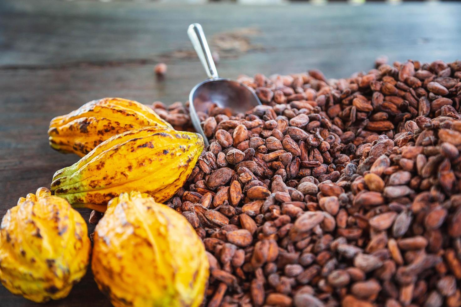 Cocoa pods and cocoa beans On a wooden background photo