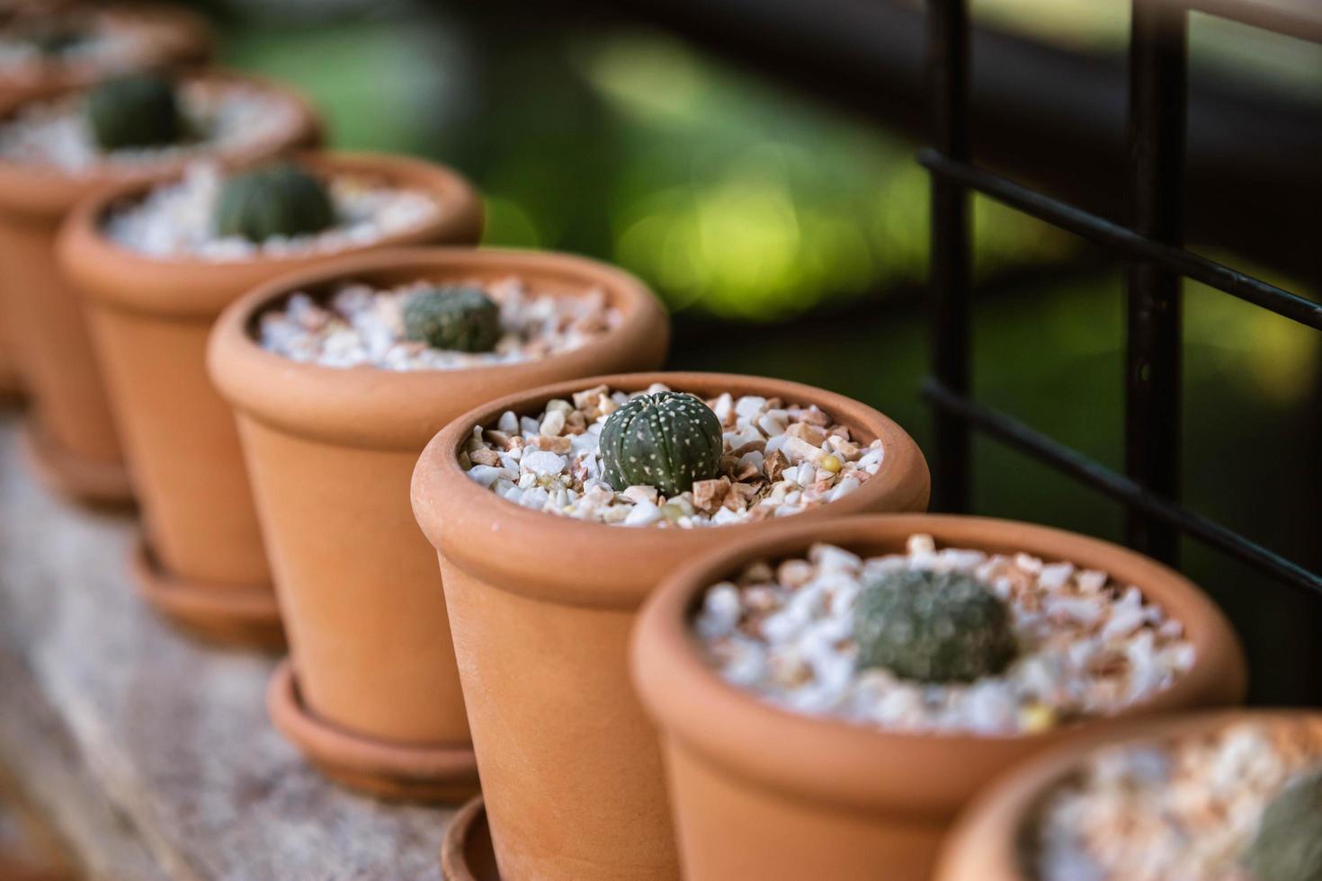 Experiment for growing cactus in the farm. photo