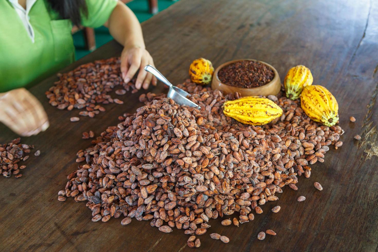 inspecting cocoa beans for quality by hand photo