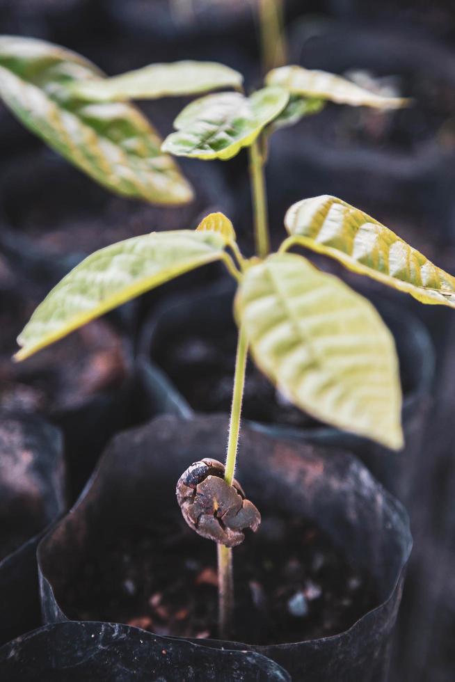 cocoa seedling and Cocoa trees is growing new on the farm photo