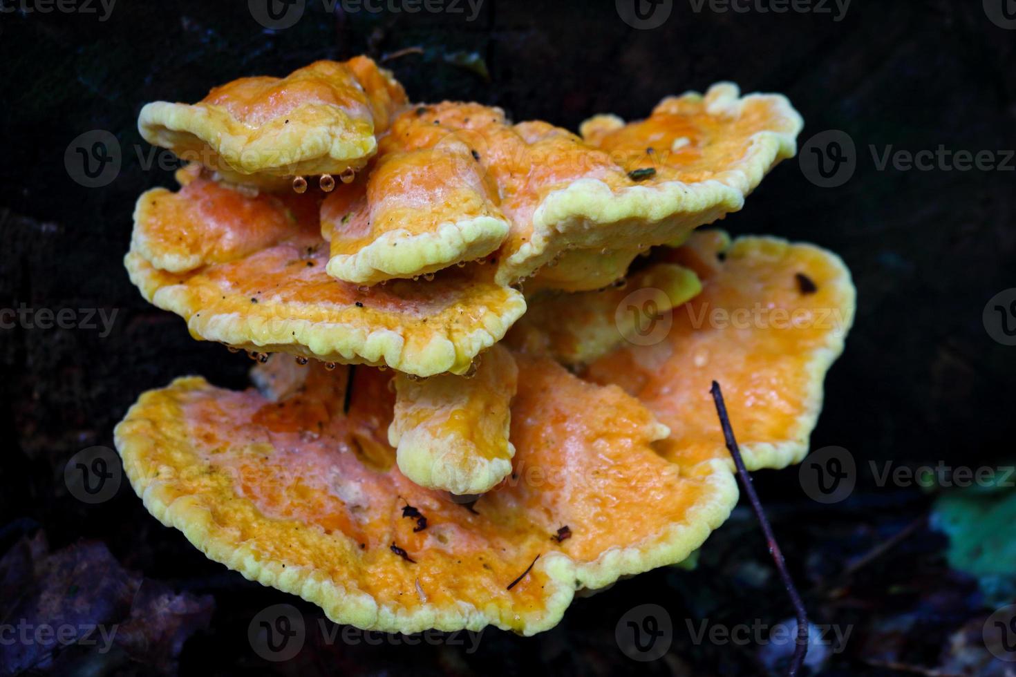 Yellow textured wood mushroom on dark background photo