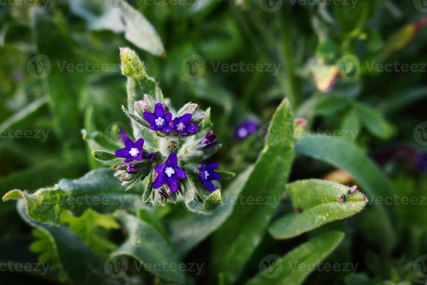 Flor de campo azul con insectos y fondo de hojas largas foto