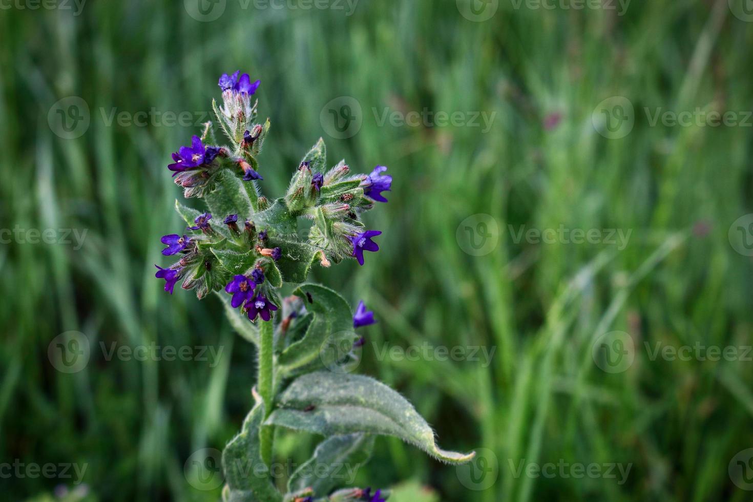 Flor de campo azul con insectos y fondo de hojas largas foto