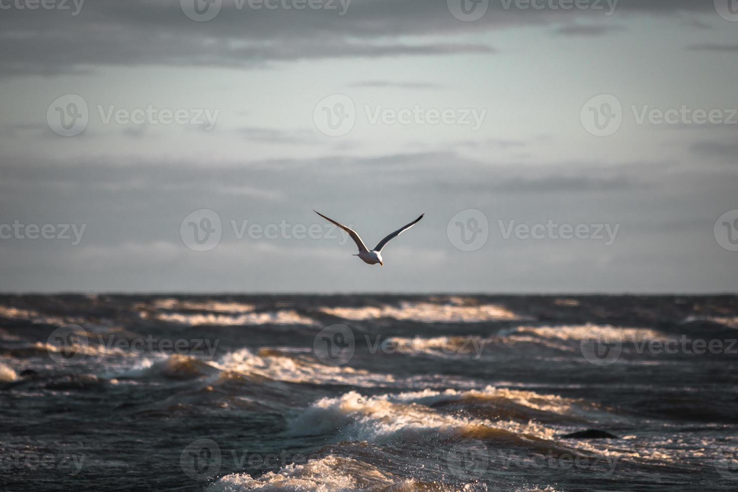 Seagull Larus argentatus flying over the sea against a background of blue sky  Beautiful seascape view photo