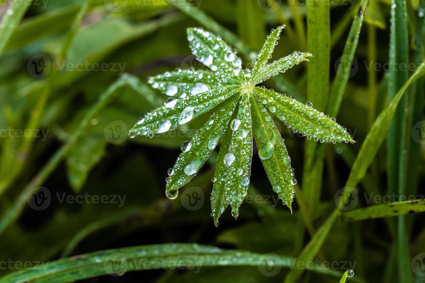 Gotas de rocío sobre la hierba closeup vista macro foto