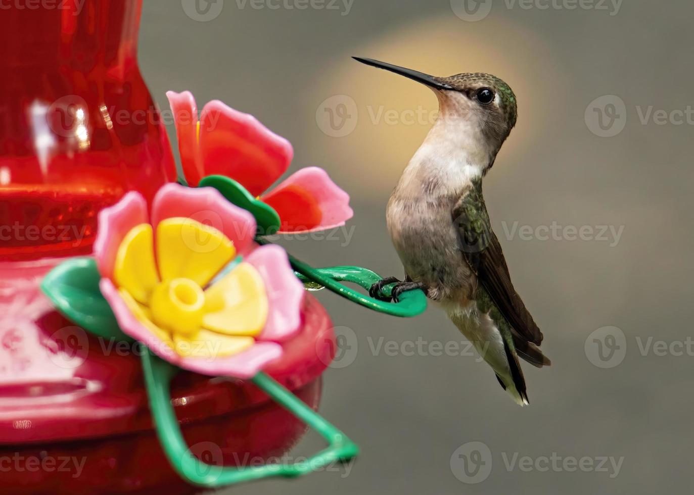 Colibrí garganta de rubí hembra se posa en el alimentador foto