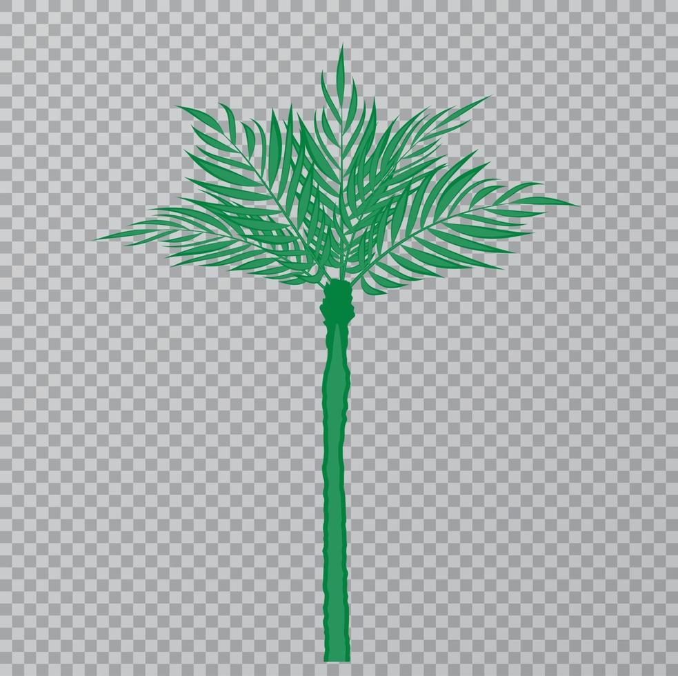 hermosa hoja de palmera en la ilustración de vector de fondo transparente. Eps10