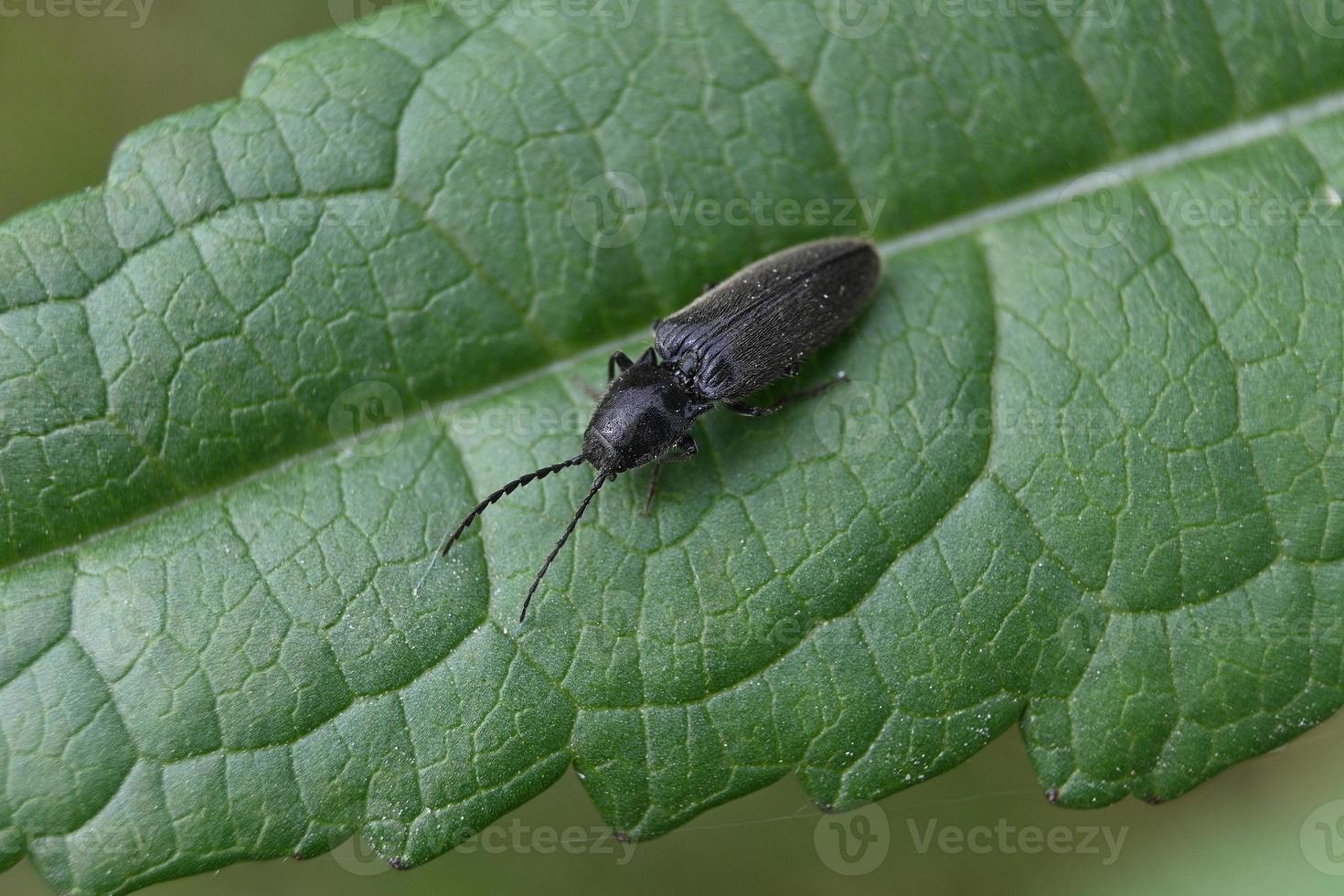 Black beetle on a green leaf photo