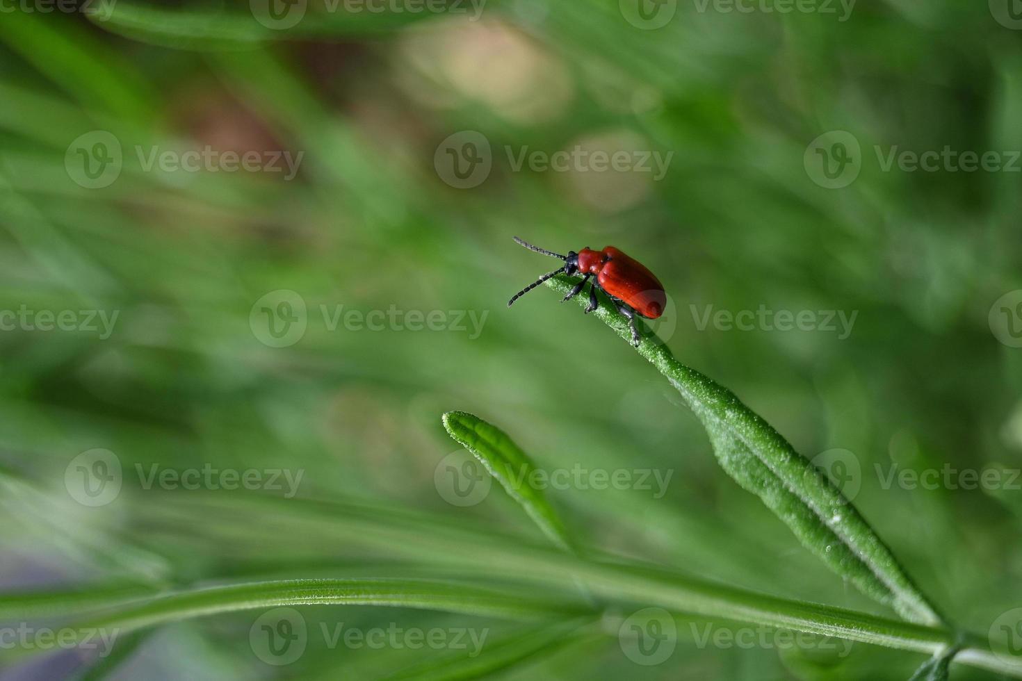 Small red beetle on a lavender leaf photo