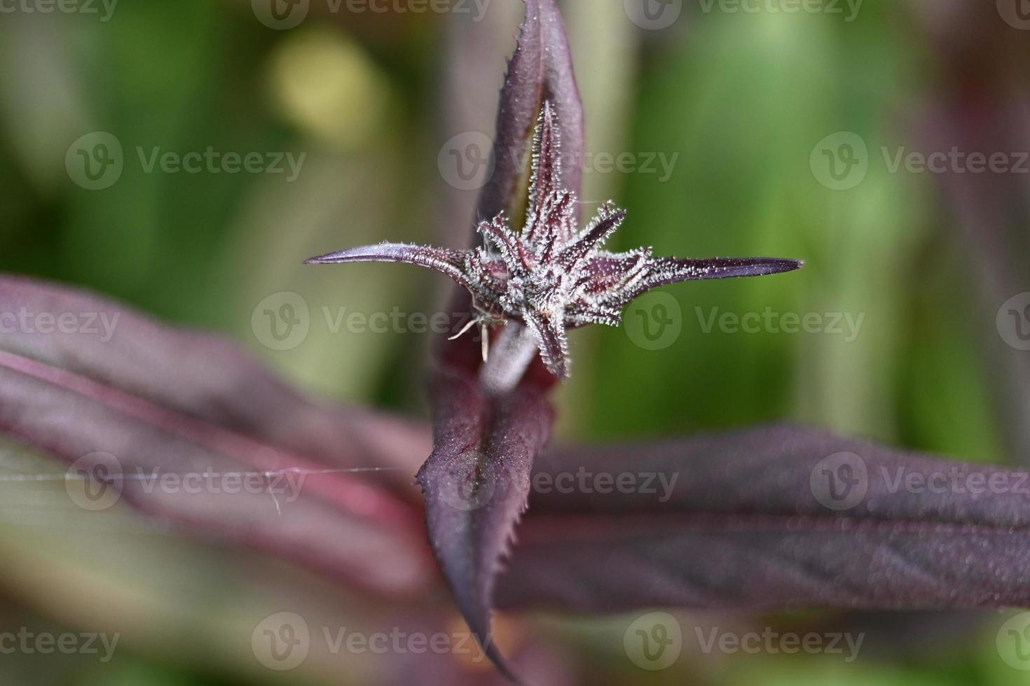 Spring plant bud close up photo