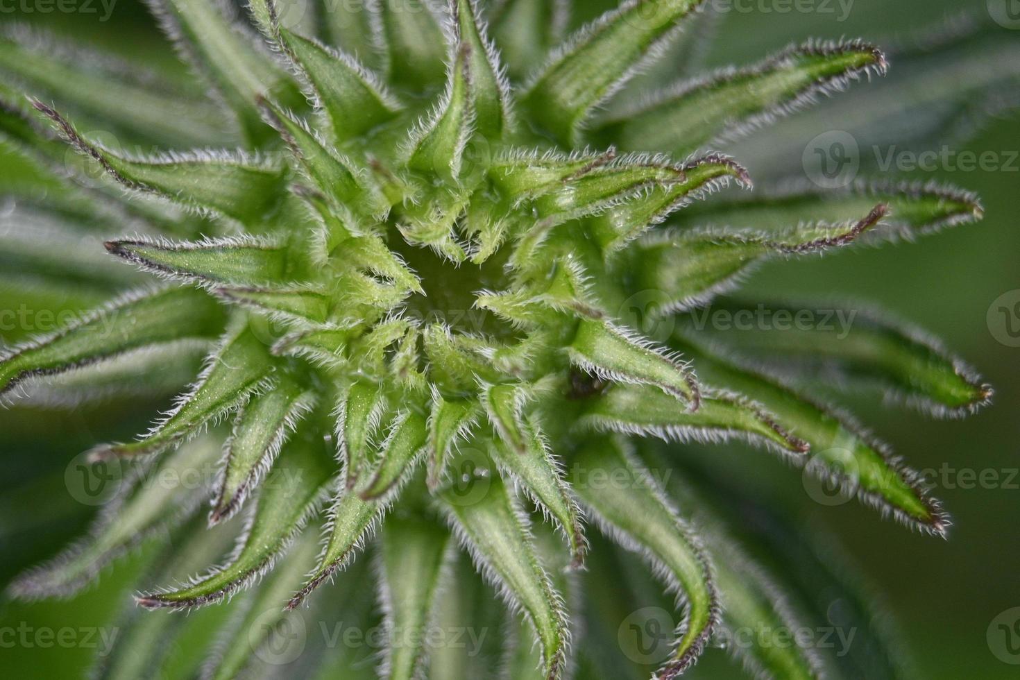 Green summer perennial flower bud photo