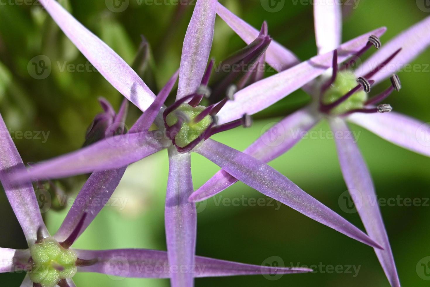 Ornamental garlic blossom close up photo