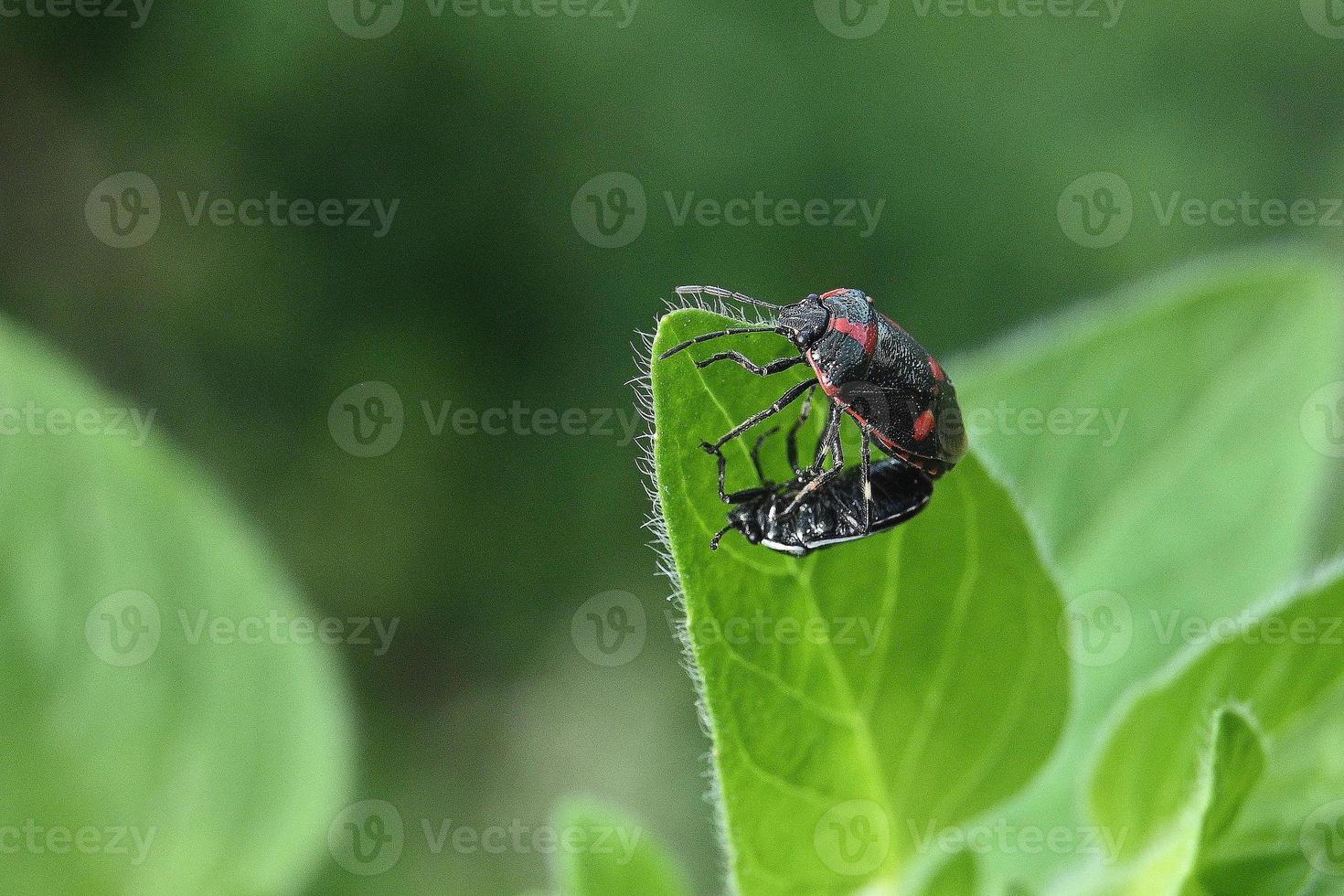 Two beetles on a green mint leaf photo