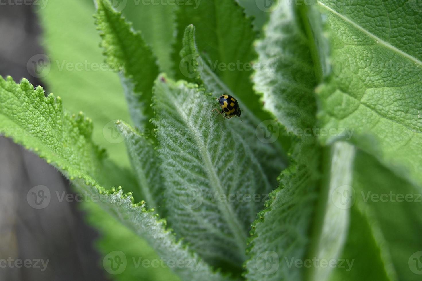 Small beetle on a green leaf photo