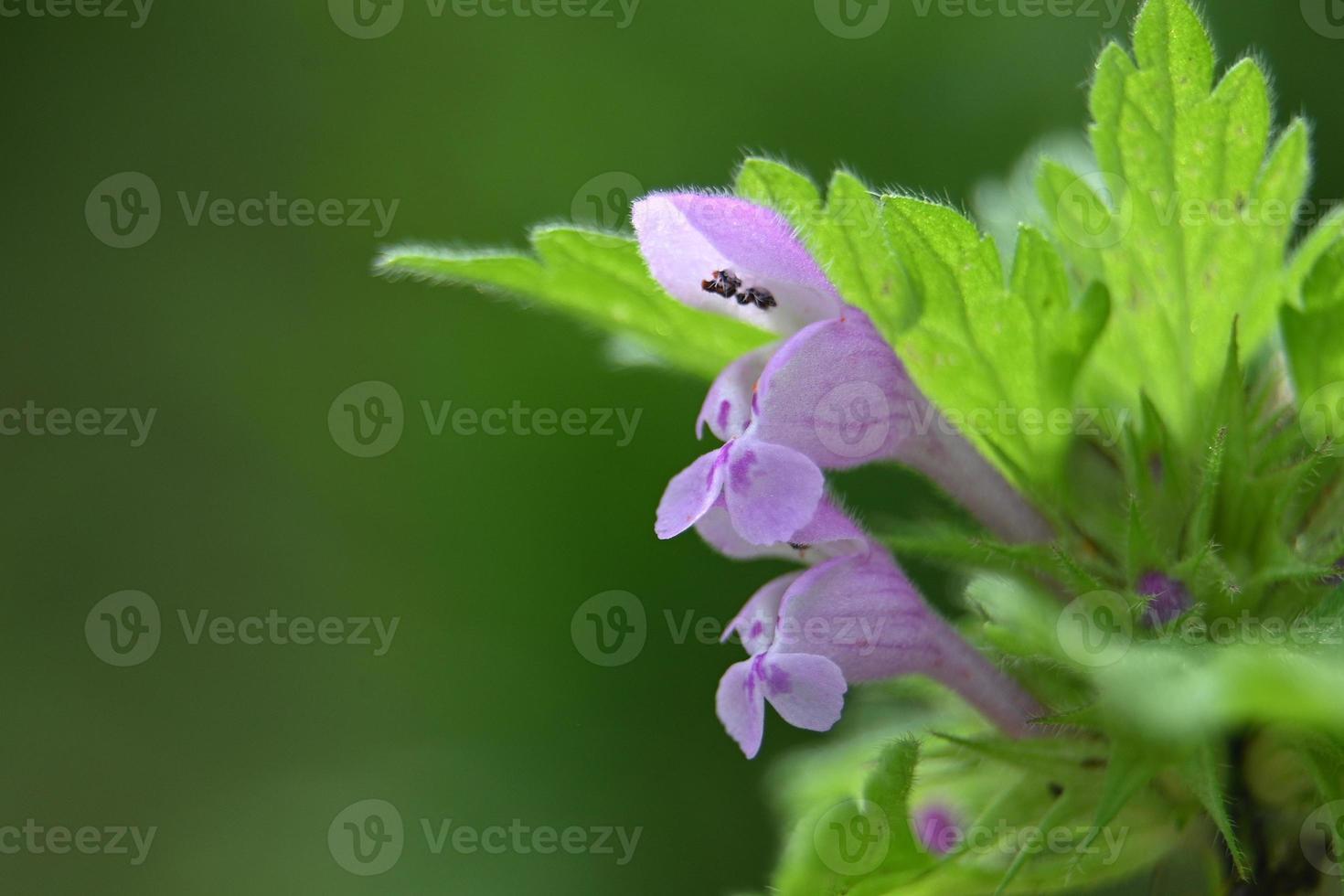 Nettle purple blossom photo