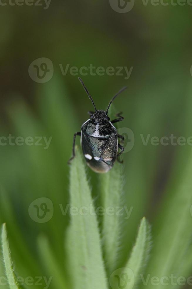 Black beetle snt narrow green leaf photo