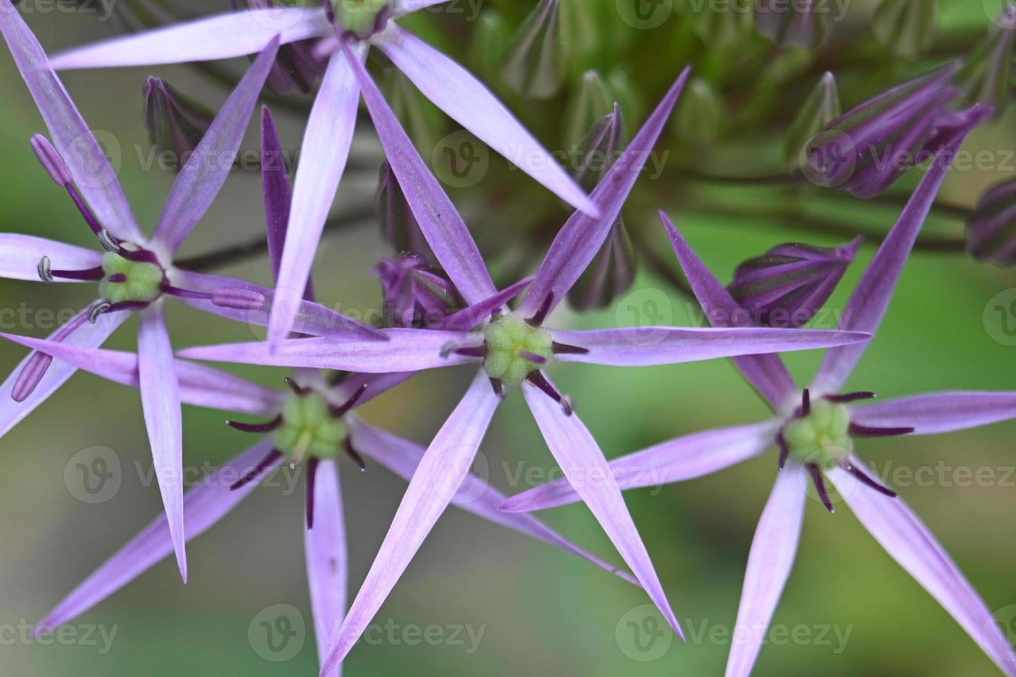 Purple ornamental garlic flowers photo