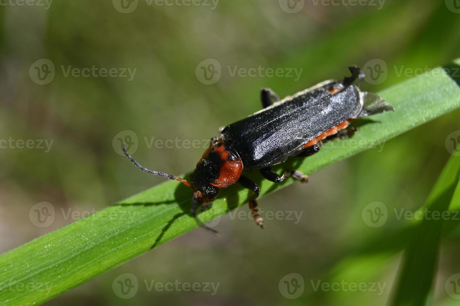 Large beetle on a narrow leaf photo