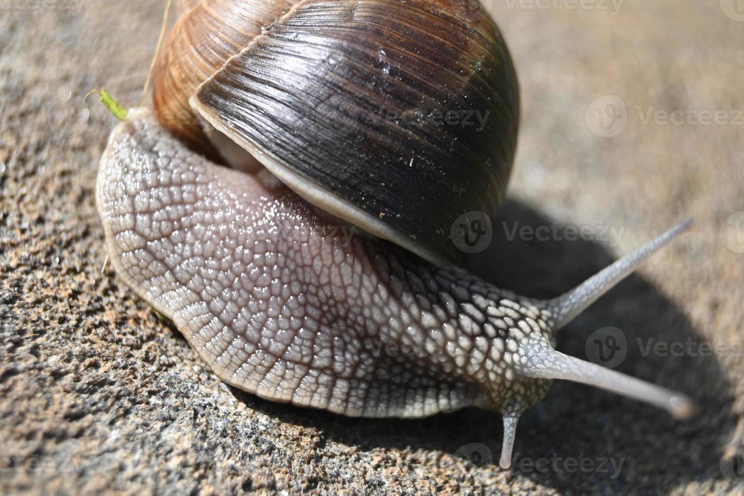 Large grape snail on a stone photo