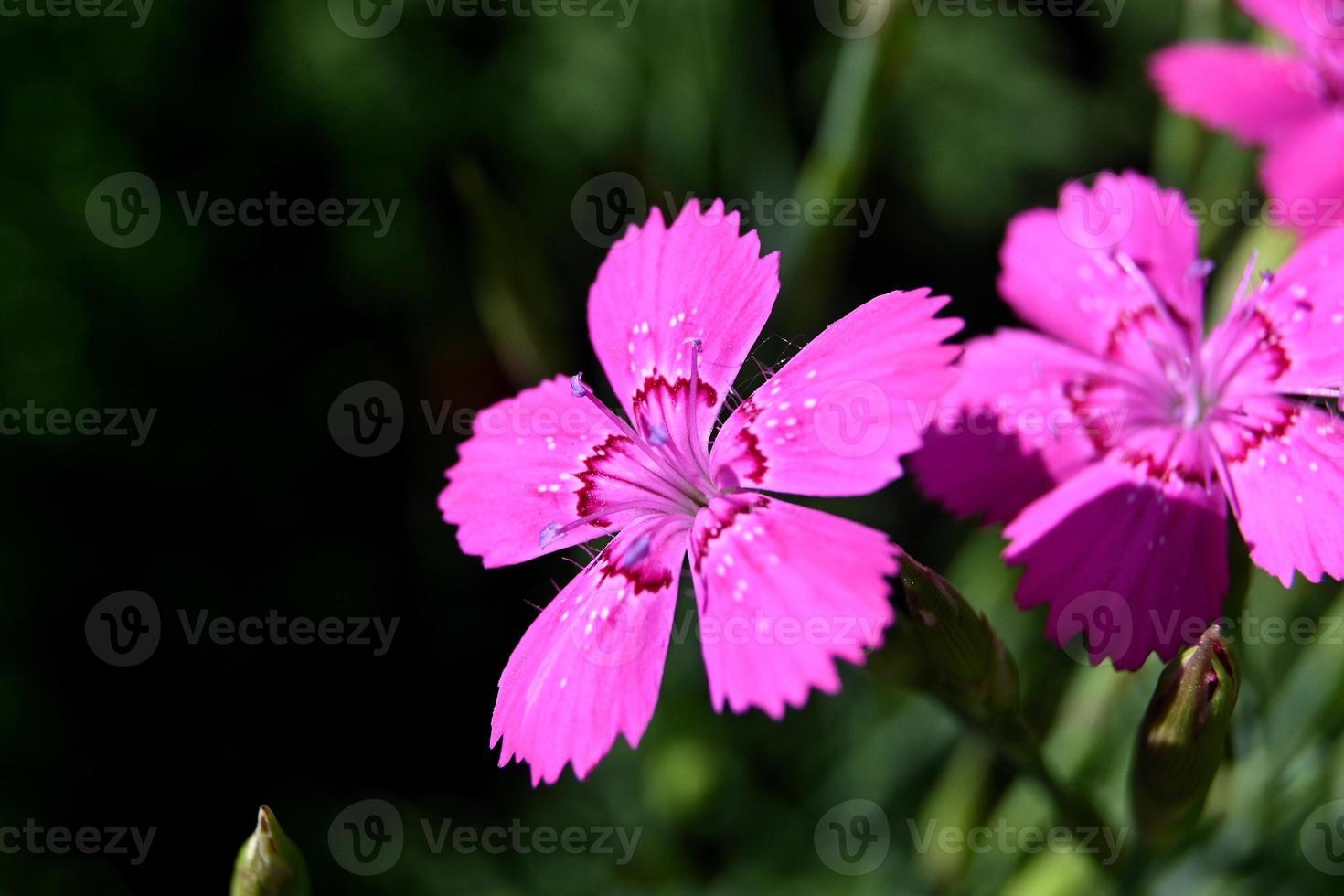 pequeñas flores de flores rosadas perennes foto