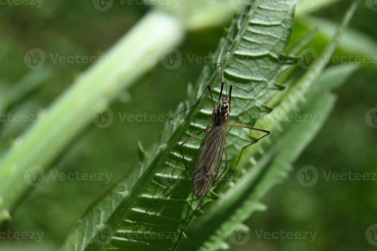 On a green big mosquito photo