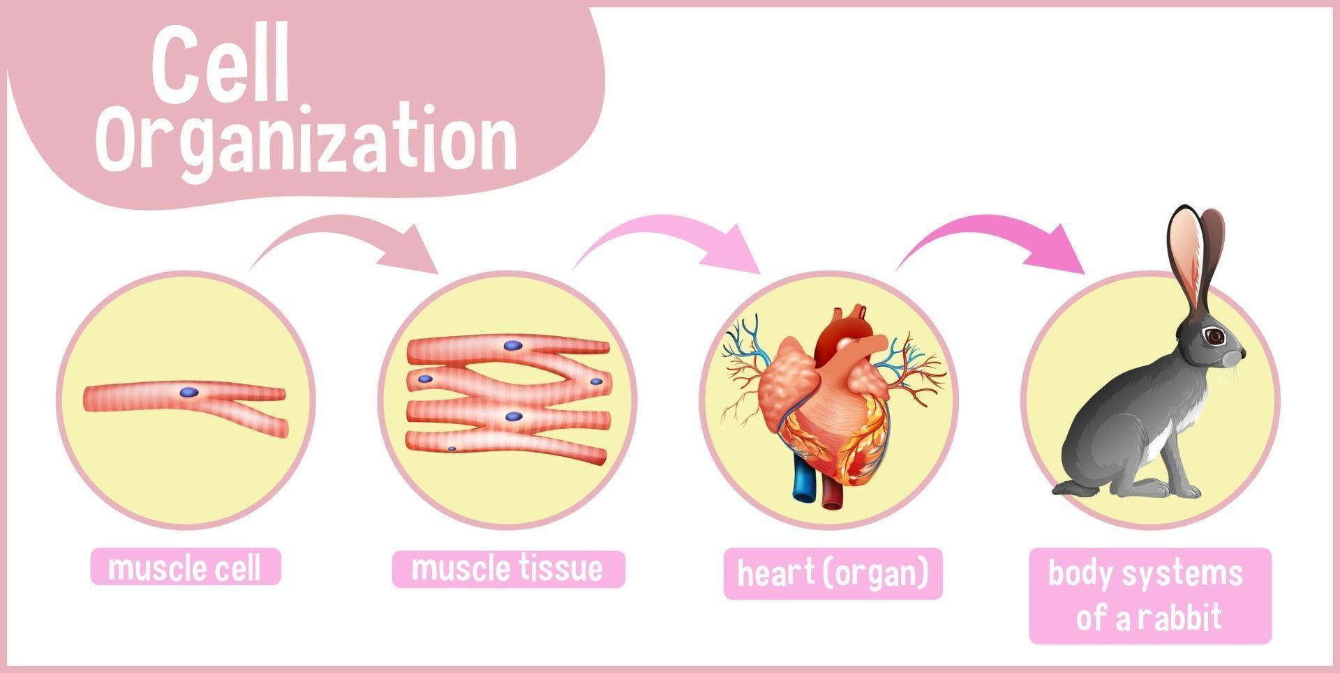 Diagram showing cell organization in a rabbit vector