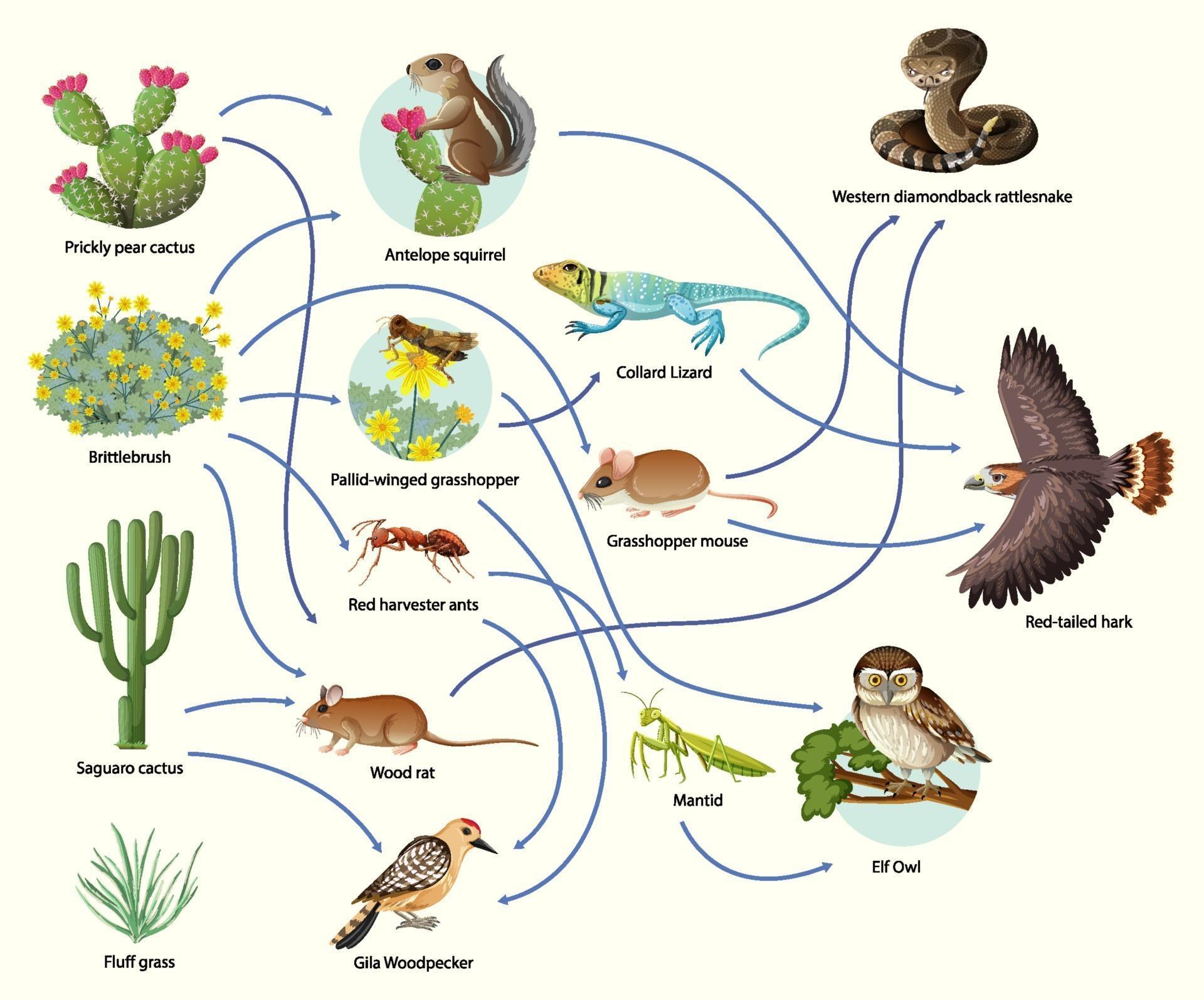 Animal Food Chain Diagram