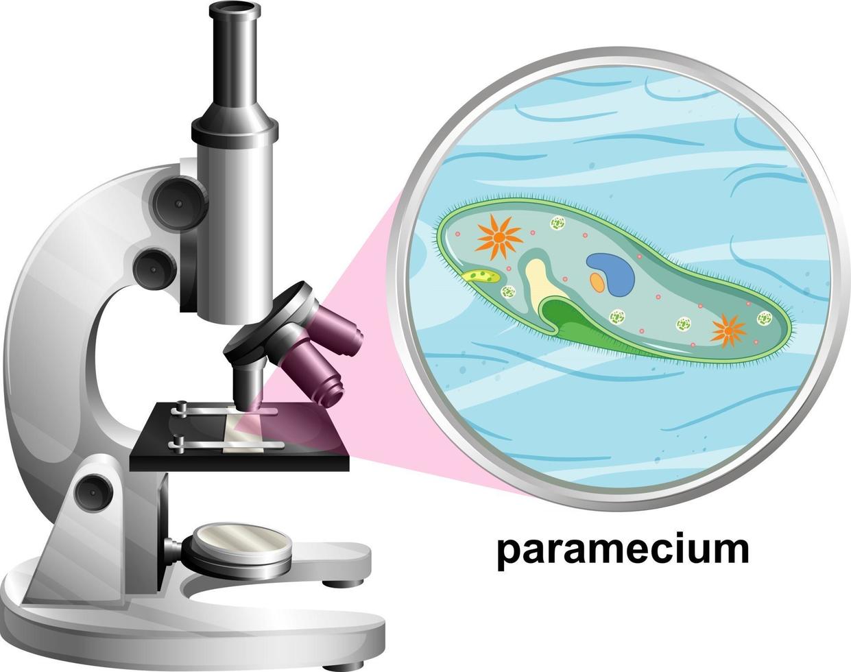 Microscopio con estructura de anatomía de paramecium sobre fondo blanco. vector