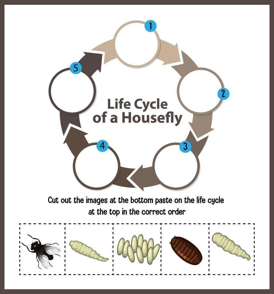 Diagram showing life cycle of Housefly vector
