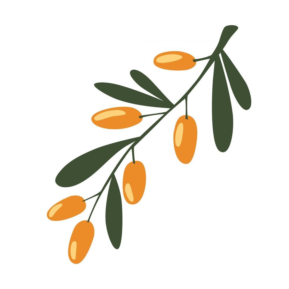 Sea Buckthorn Berries Branch. The concept of realistic image of medical plants, herbs. Designed to create package of health, beauty natural products. Fresh ripe berries with leaves. Vector