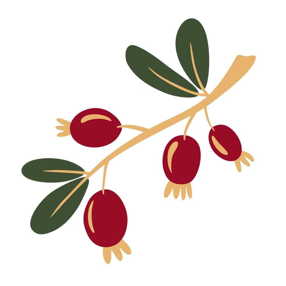 Rosehip branch with berries. Rosehip, dog-rose. The concept of realistic image of medical plants, herbs. Designed to create package of health, beauty natural products. Vector cartoon illustration.