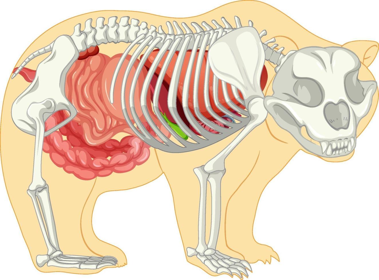 anatomía del oso salvaje aislado vector