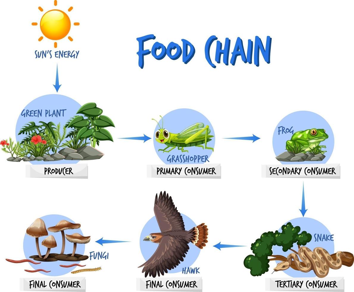 concepto de diagrama de cadena alimentaria vector