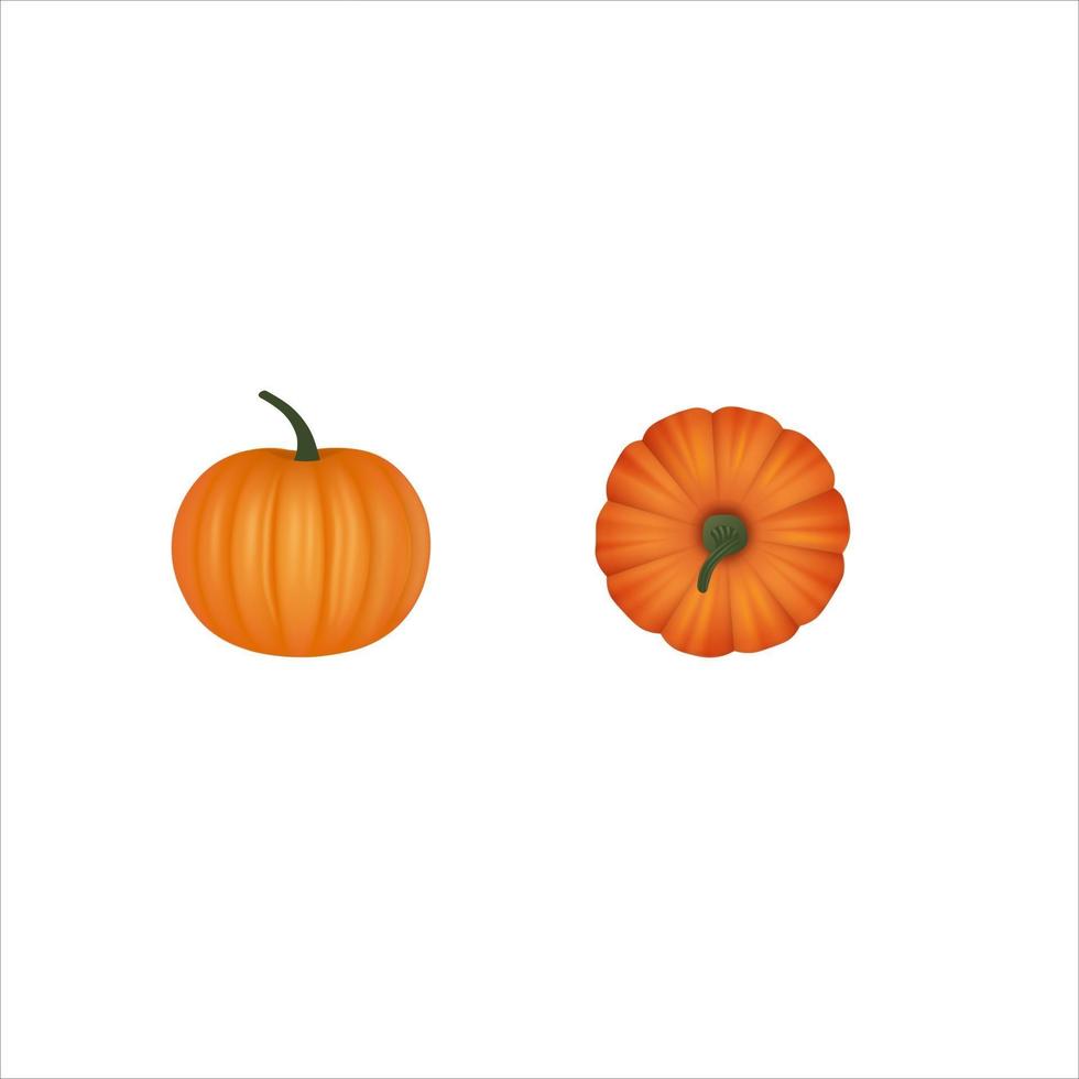 Ilustración de calabaza aislada. vista superior y lateral vector