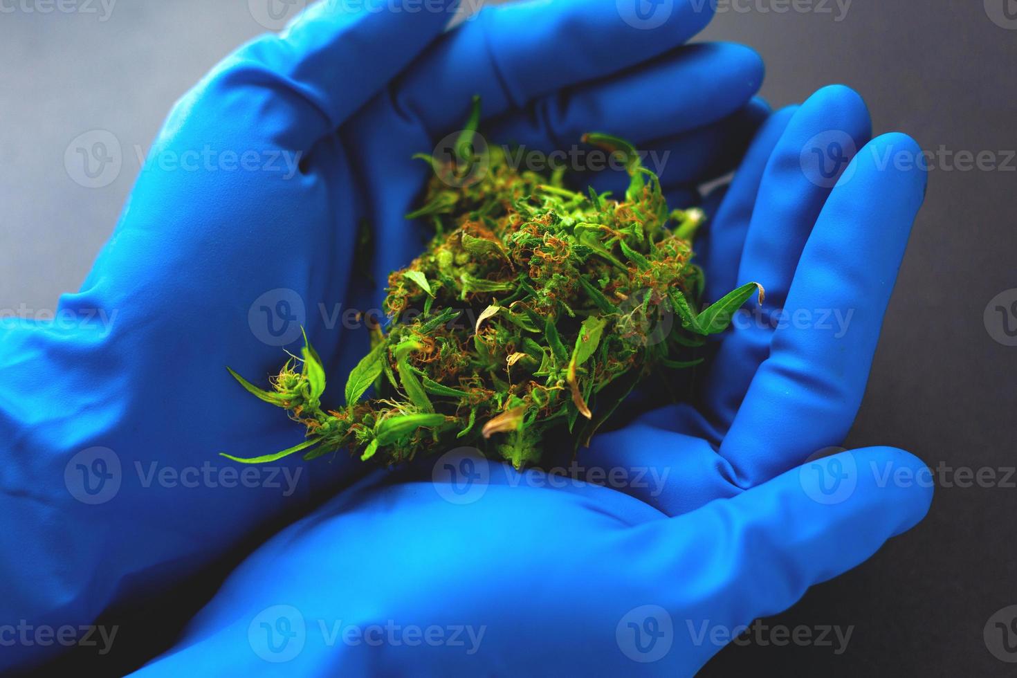 marihuana medicinal en manos de un médico con guantes médicos azules. Cogollos de cannabis en manos de un médico de cabecera cerrar vista superior foto