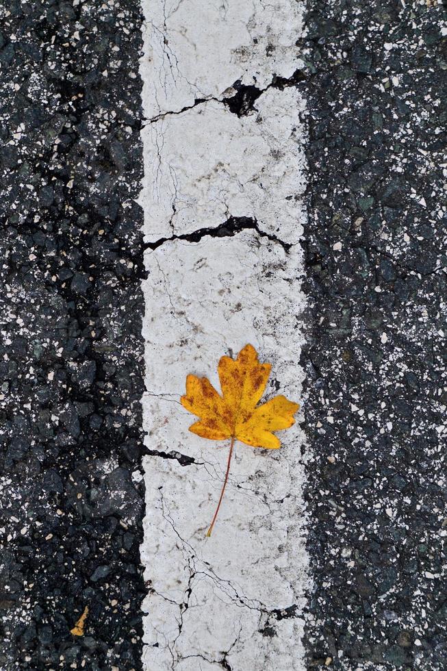 hoja de árbol amarilla en temporada de otoño foto