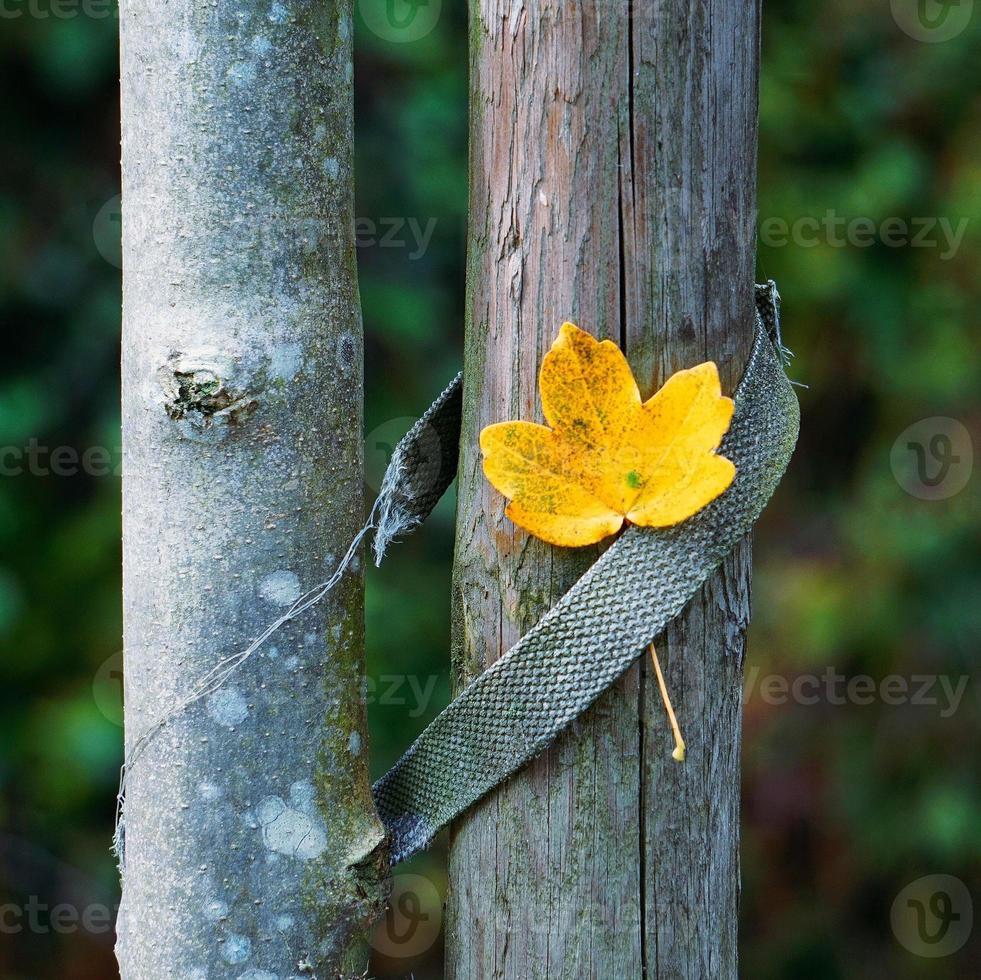 Yellow tree leaf in autumn season photo