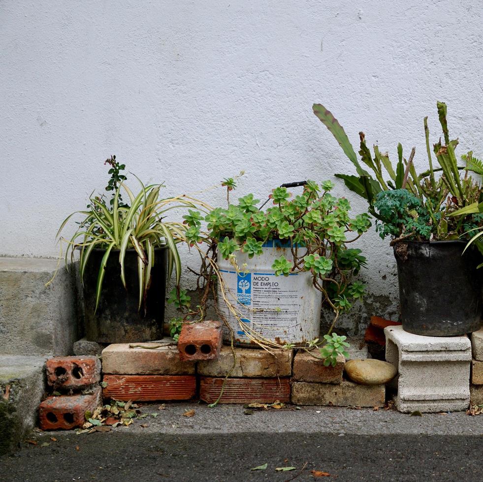 Flower pot on the street photo