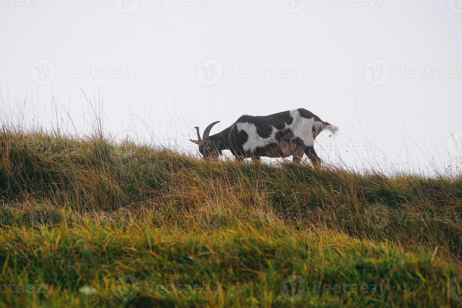 Goat portrait in the meadow photo