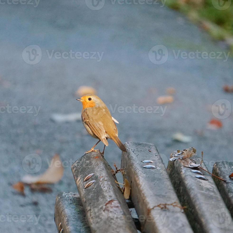 Bird in the nature photo