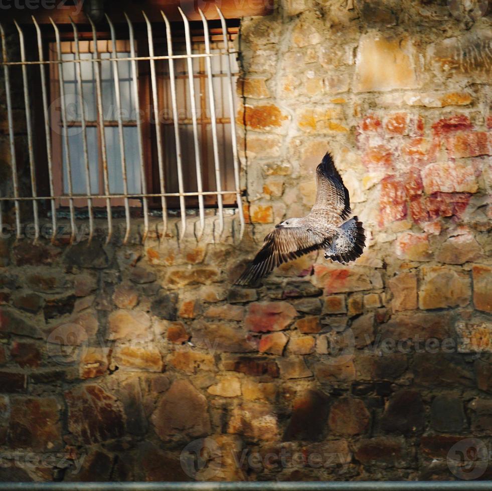 pájaro en la naturaleza foto