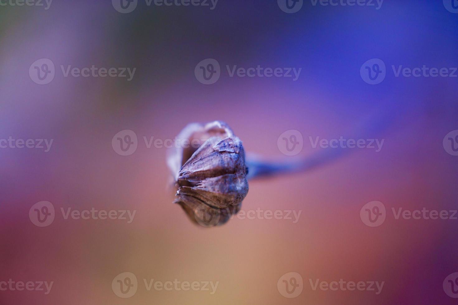 Dry flower plant in autumn season photo