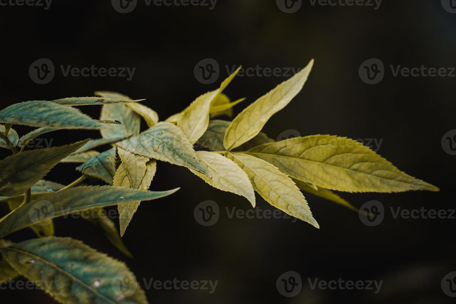 Green tree leaves in the nature in springtime photo