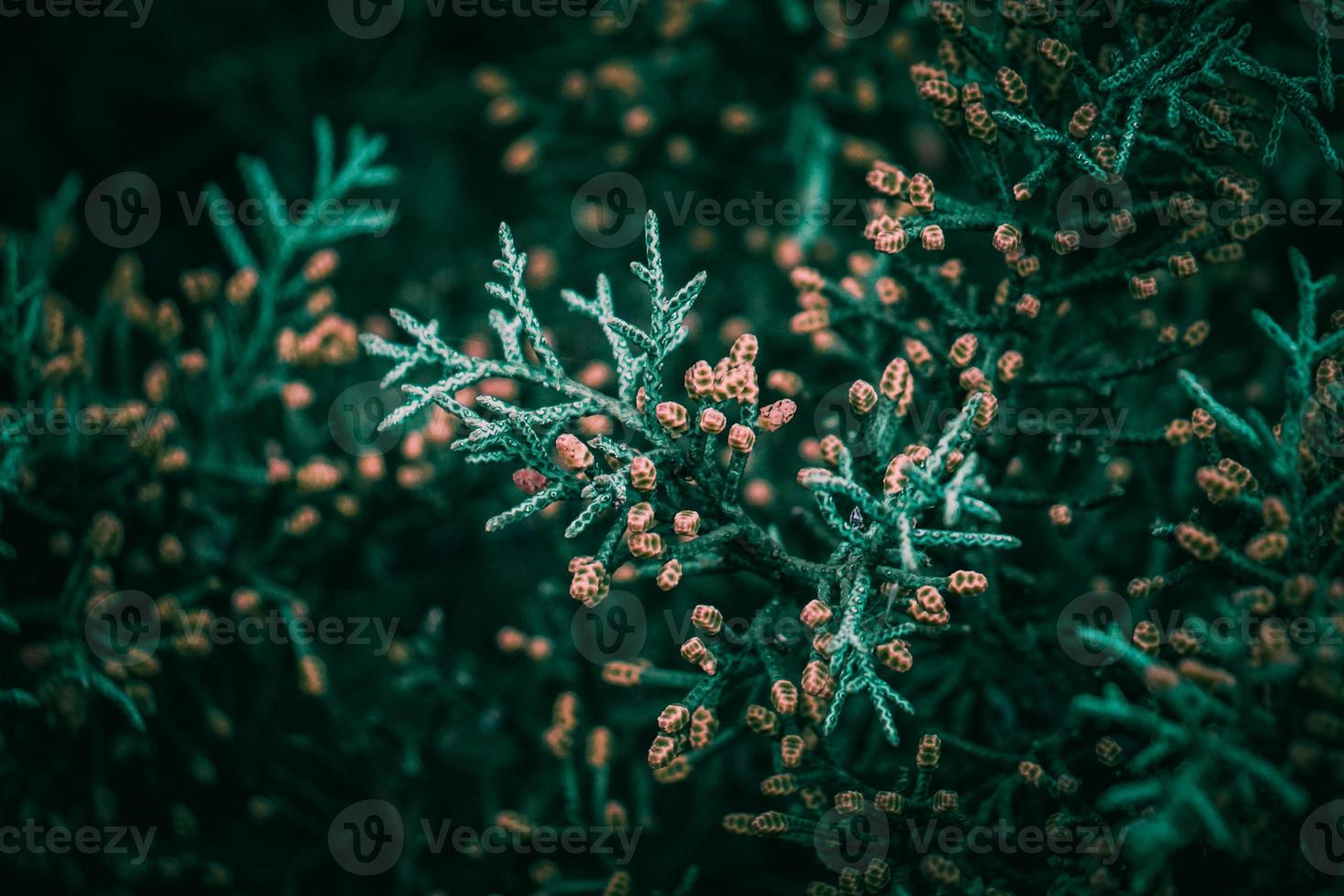 hojas de árbol verde en la naturaleza en primavera foto