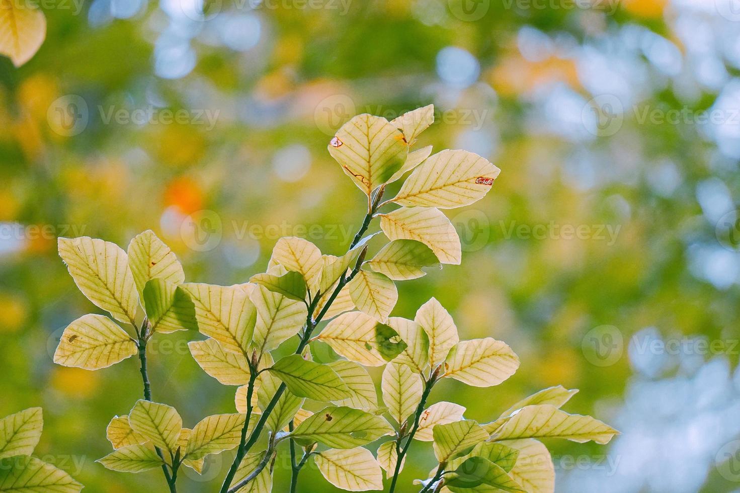 hojas de árbol verde en la naturaleza en primavera foto