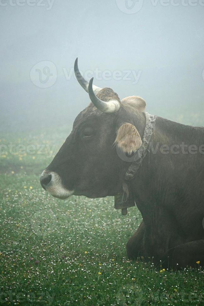 retrato de vaca marrón en el prado foto