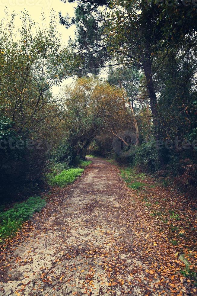 camino con vegetación en la montaña. foto