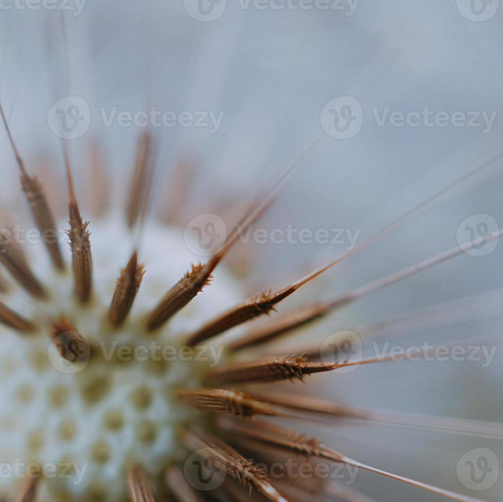 Hermosa semilla de flor de diente de león en primavera foto