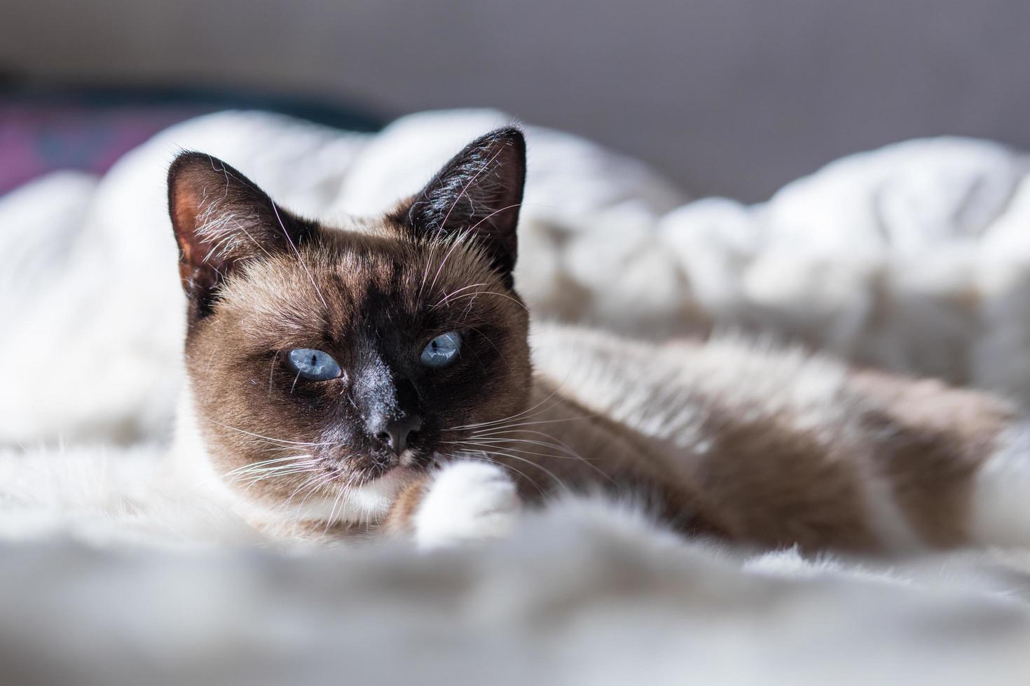 A blue eyed Siamese cat lying on a white fur blanket photo