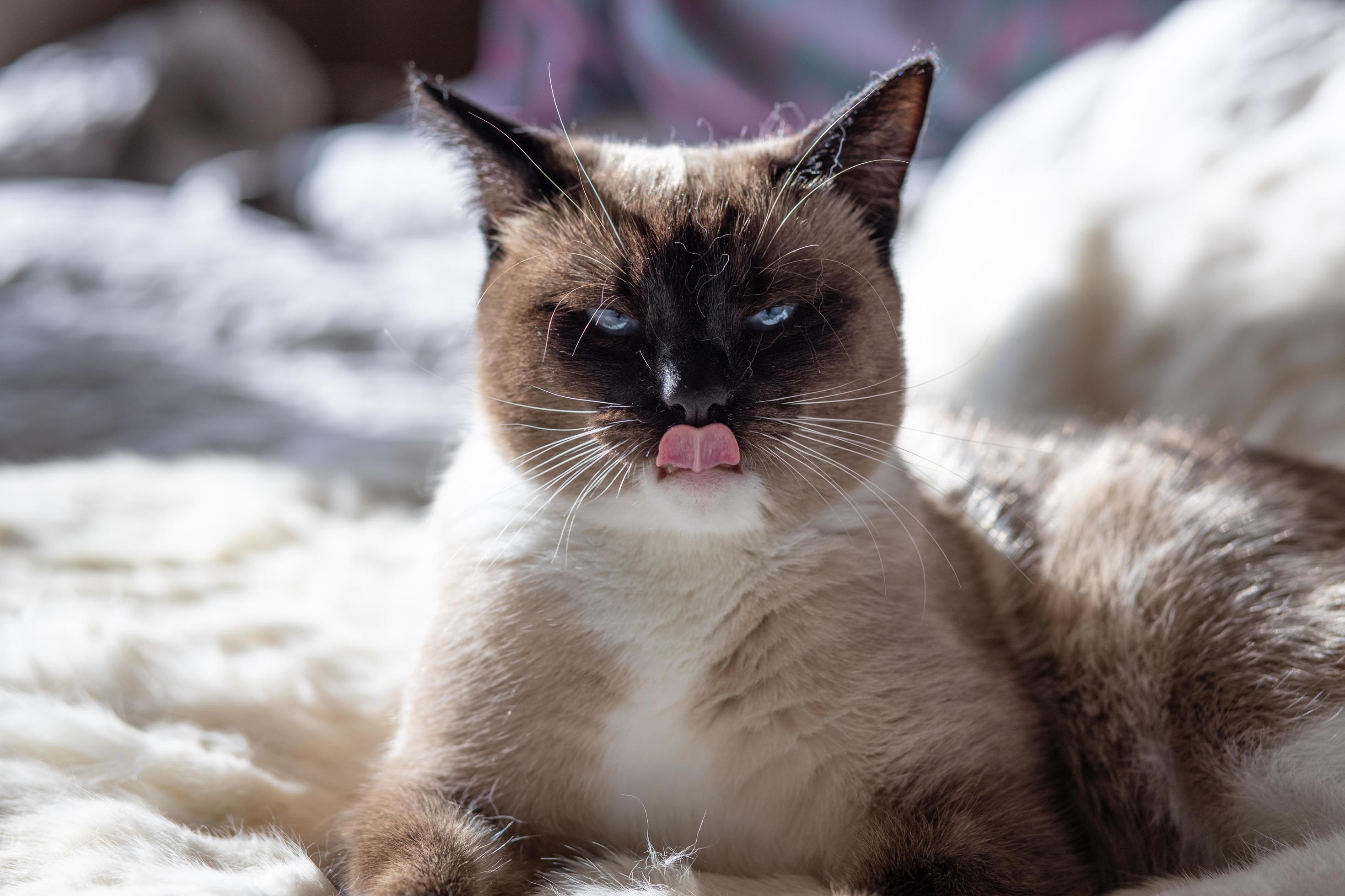 Siamese cat smacking its lips tongue out 2766763 Stock Photo at Vecteezy
